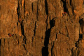  Mount Kenia Heilige Berge und Wilde Steppen | Unterwegs im Land der Massai