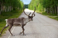 Finischer Sommer | Finnland mit Kinder und Fahrrad